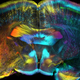 mouse brain